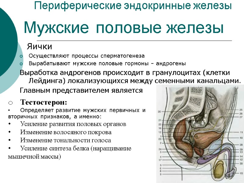 Периферические эндокринные железы    Яички Осуществляют процессы сперматогенеза Вырабатывают мужские половые гормоны